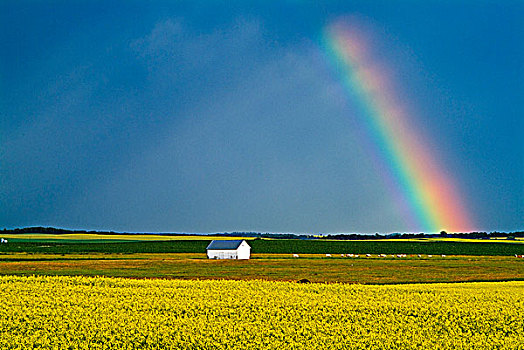 彩虹,油菜地,草原,风暴,靠近,加拿大