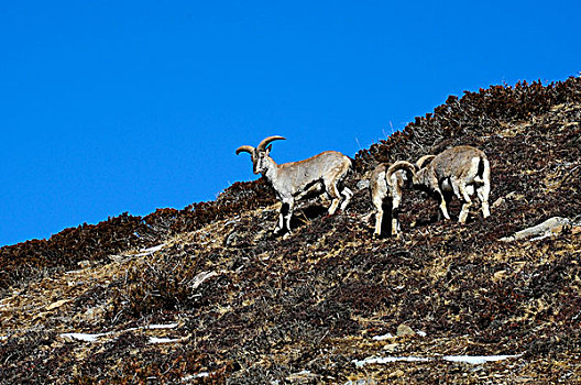 喜玛拉雅,石山羊