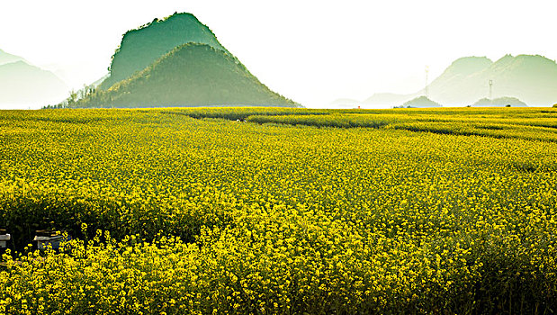 油菜花