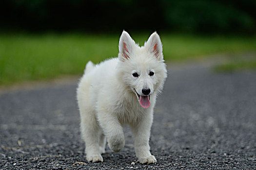 白色,小狗,道路