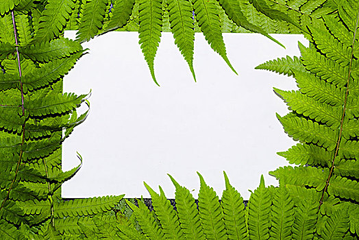 蕨类植物叶配以白色空白纸卡片,自然的概念,森林中蕨类植物的叶子