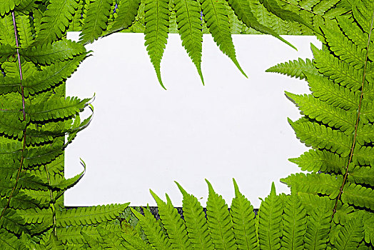蕨类植物叶配以白色空白纸卡片。自然的概念。森林中蕨类植物的叶子。