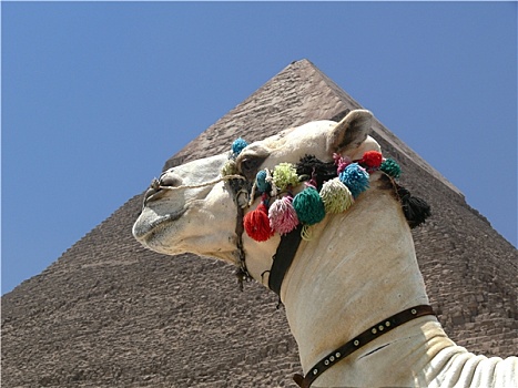 骆驼,金字塔