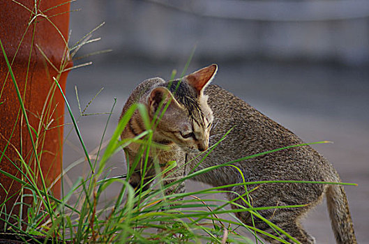 猫与草