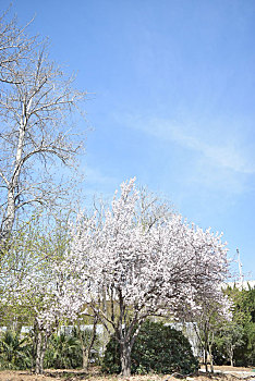 繁花