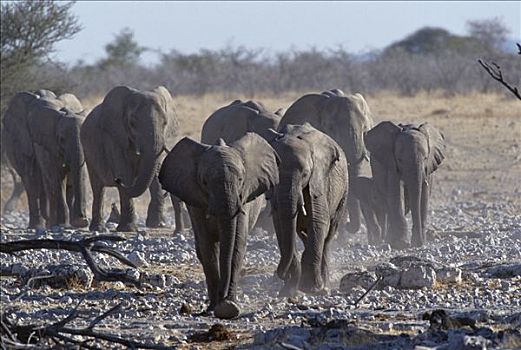非洲象,牧群,走,看镜头,埃托沙国家公园,纳米比亚