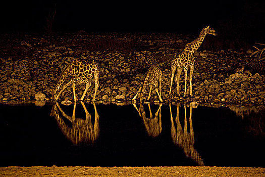 纳米比亚,埃托沙国家公园,长颈鹿,喝,水坑,夜晚