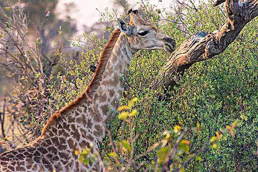 博茨瓦纳,奥卡万戈三角洲,长颈鹿
