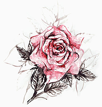 插画,玫瑰,白色背景,背景