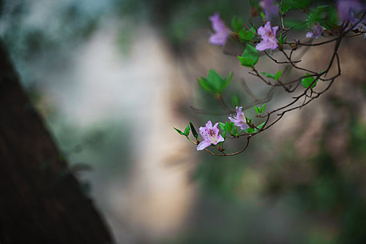 张家界,花花草草,水