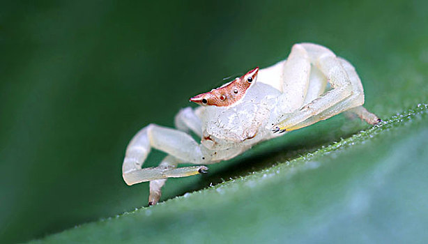 昆虫蜘蛛