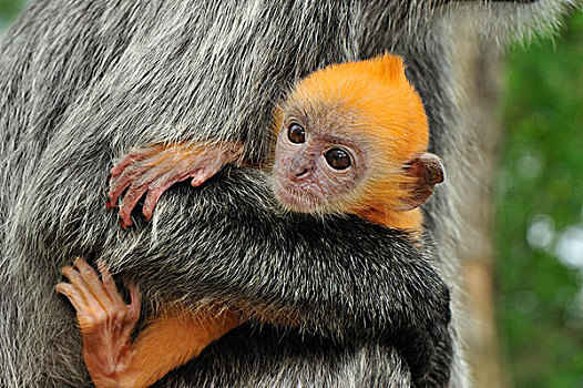 叶子,猴子,母亲,拿着,幼兽,雪兰莪州,自然公园,马来西亚