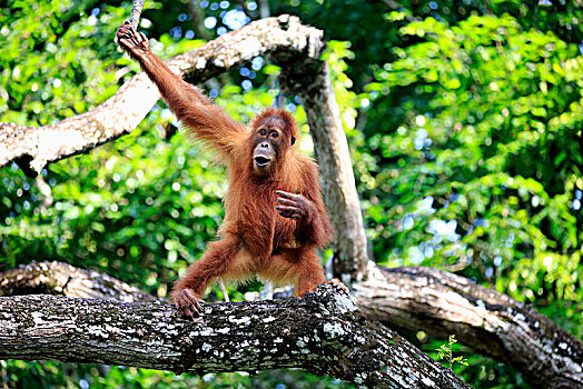 猩猩,黑猩猩,小动物,攀登,树上,俘获,婆罗洲