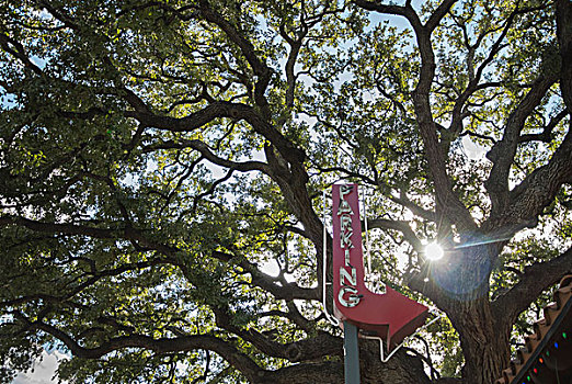 古树,织布机,上方,旧式,红色,停放,标识,靠近,停车场,德克萨斯,美国