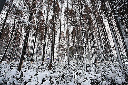 雪林