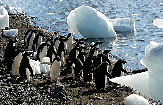 南极,南极半岛,岛屿,阿德利企鹅,海滩