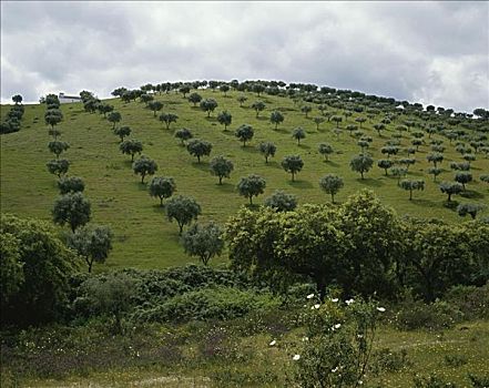橄榄林,靠近,葡萄牙