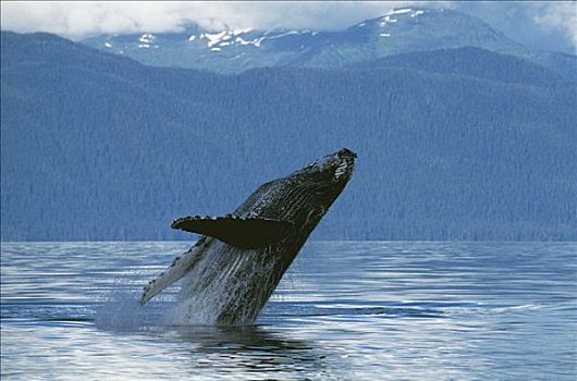 驼背鲸,大翅鲸属,鲸鱼,东南阿拉斯加