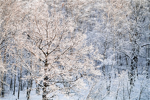 积雪,橡树,光亮,太阳,树林