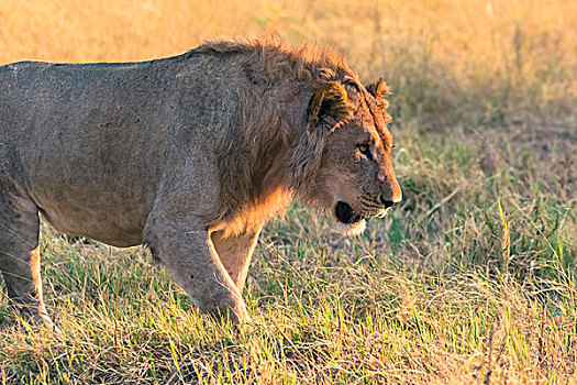 博茨瓦纳,乔贝国家公园,萨维提,幼兽,雄性,狮子,走