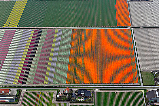 航拍,花圃,图案,围绕,阿姆斯特丹,荷兰