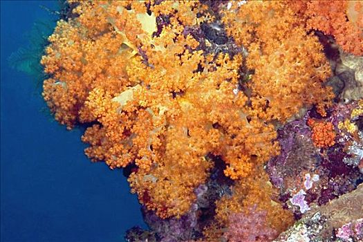 特写,橙色,软珊瑚,水下,北苏拉威西省,印度尼西亚