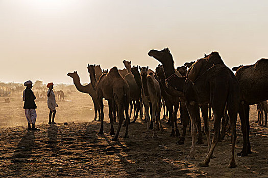 两个男人,看,骆驼,普什卡,市场,拉贾斯坦邦,印度,亚洲