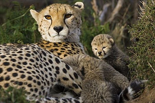 印度豹,猎豹,母兽,白天,老,幼兽,鸟窝,马赛马拉,自然保护区,肯尼亚