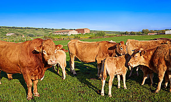 母牛,牛,埃斯特雷马杜拉,西班牙,道路