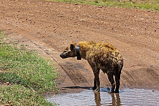 斑鬣狗,发射器,颈部,马赛马拉国家保护区,肯尼亚,东非,非洲