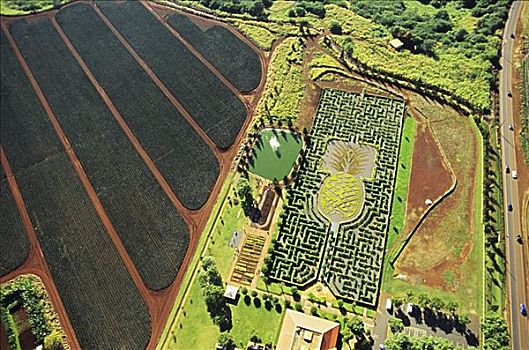 夏威夷,瓦胡岛,菠萝,种植园,俯视,迷宫