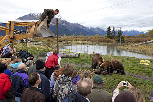 物主,阿拉斯加野生动物保护中心,上方,正面,喂食,道路,杀死,驼鹿,棕熊,游客,看,阿拉斯加
