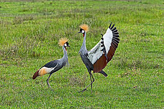 灰色,冠,鹤,恩戈罗恩戈罗,坦桑尼亚,非洲