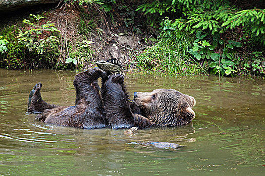 棕熊,女性,玩,石头,水中,巴伐利亚,德国