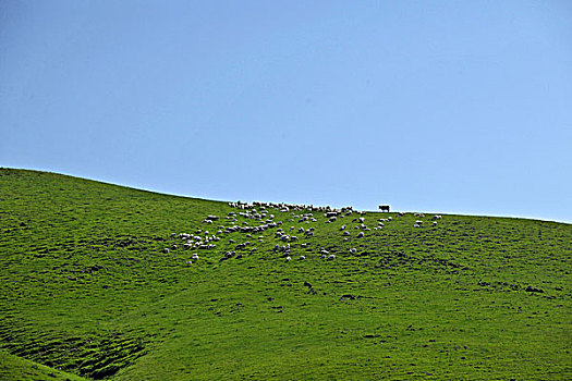 内蒙古科尔沁右翼前旗草原上的牛群羊群