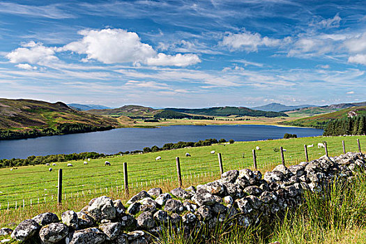 特色,石墙,分界线,草场,湖,后面,苏格兰,英国,欧洲