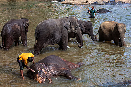 看象人,清洁,亚洲象,象属,河,大象孤儿院,中央省,斯里兰卡,亚洲