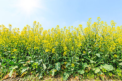 菜籽油图片