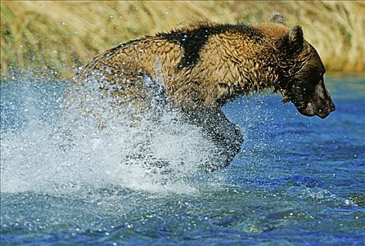 棕熊,抓住,三文鱼,卡特麦国家公园,阿拉斯加,美国