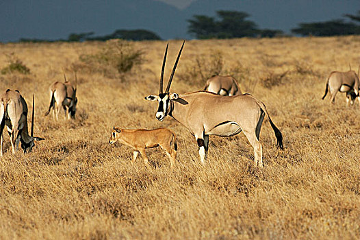 长角羚羊,群,幼兽,马赛马拉,公园,肯尼亚