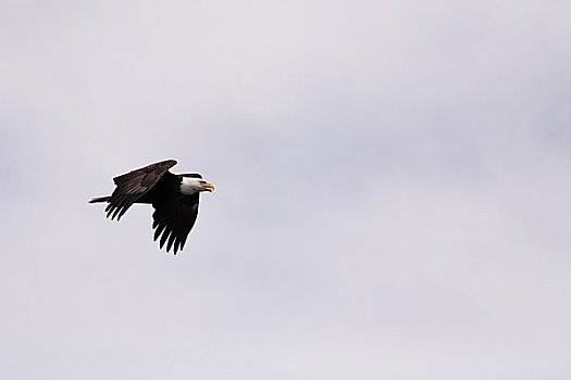 白头鹰,飞行,熊,雨林,不列颠哥伦比亚省,加拿大