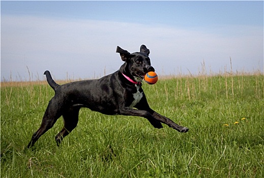 黑色,狗,跑,右边,橙色,球,嘴