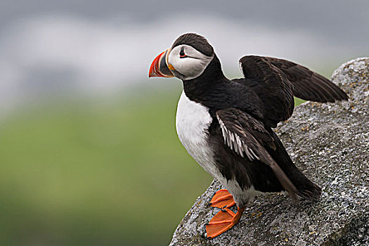 角嘴海雀,大西洋角嘴海雀,北极,挪威,欧洲