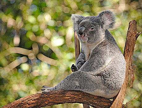树袋熊,桉树,树,昆士兰,澳大利亚