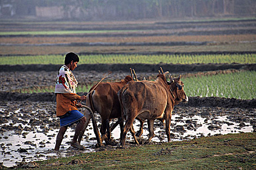 小,小块土地,陆地,耕作,母牛,安静,乡村,孟加拉