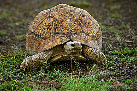 豹纹龟,草地,肯尼亚