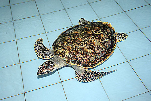 玳瑁,海龟,2岁,饲养,车站,巴厘岛,印度尼西亚,亚洲