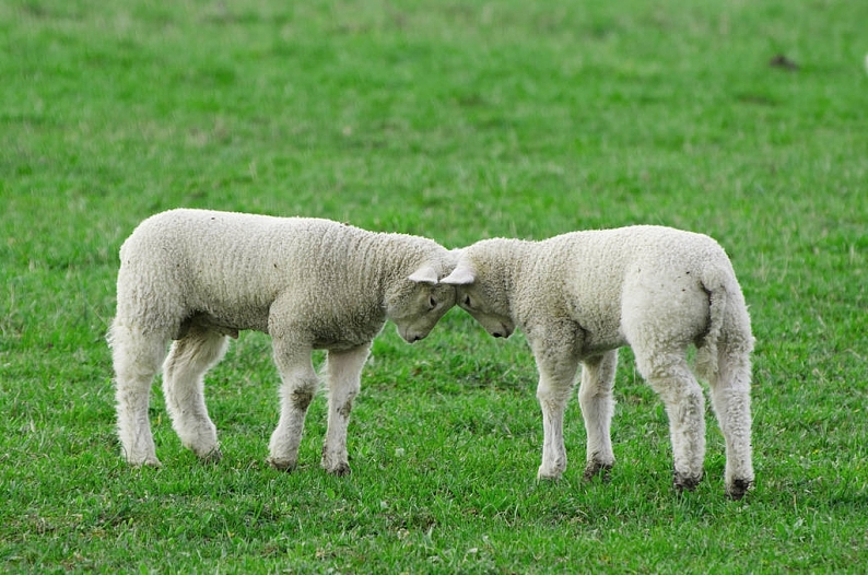 两个,玩耍,年轻,羊羔,头部_高清图片_全景视觉