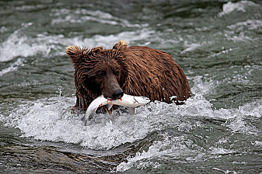 大灰熊,棕熊,成年,水,捕获,三文鱼,布鲁克斯河,卡特麦国家公园,保存,阿拉斯加,美国,北美