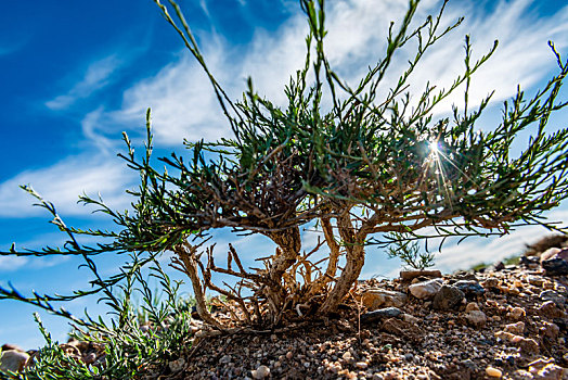 内蒙古自治区巴彦淖尔干旱荒漠里顽强的植物